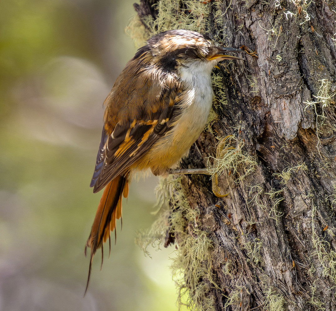 image Thorn-tailed Rayadito